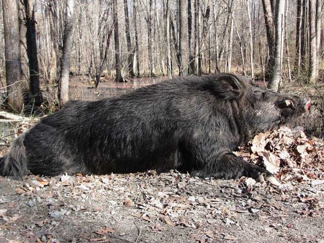 500 lbs. Hog,  taken in Bertie County, North Carolina.